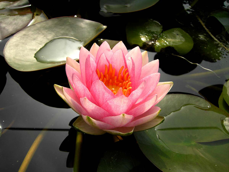 Nymphaea Mdm Wilfron Gonnere